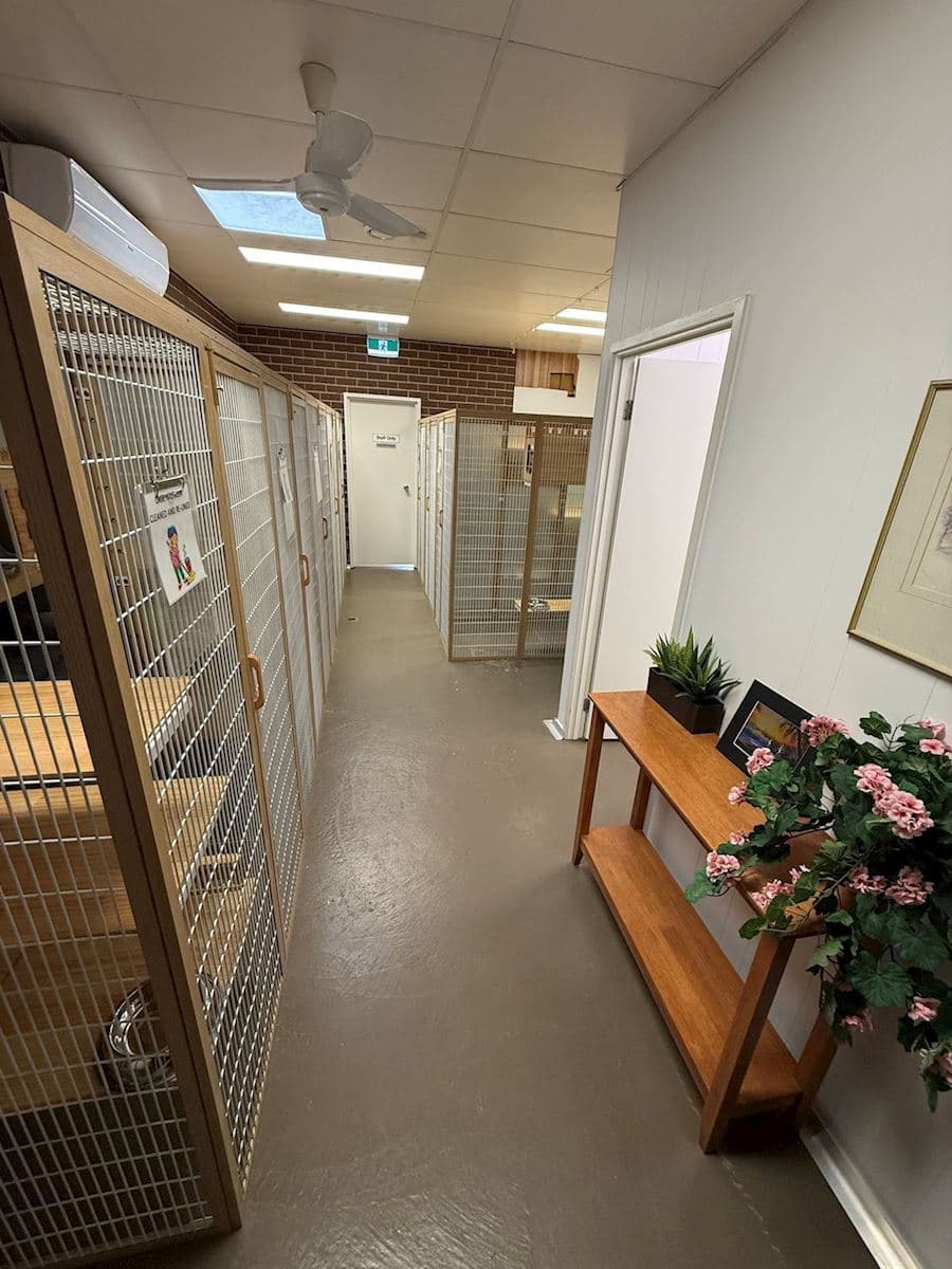 Cattery hallway showing cat boarding suites