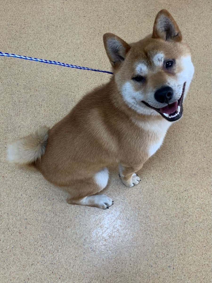 Dolly's happy visit