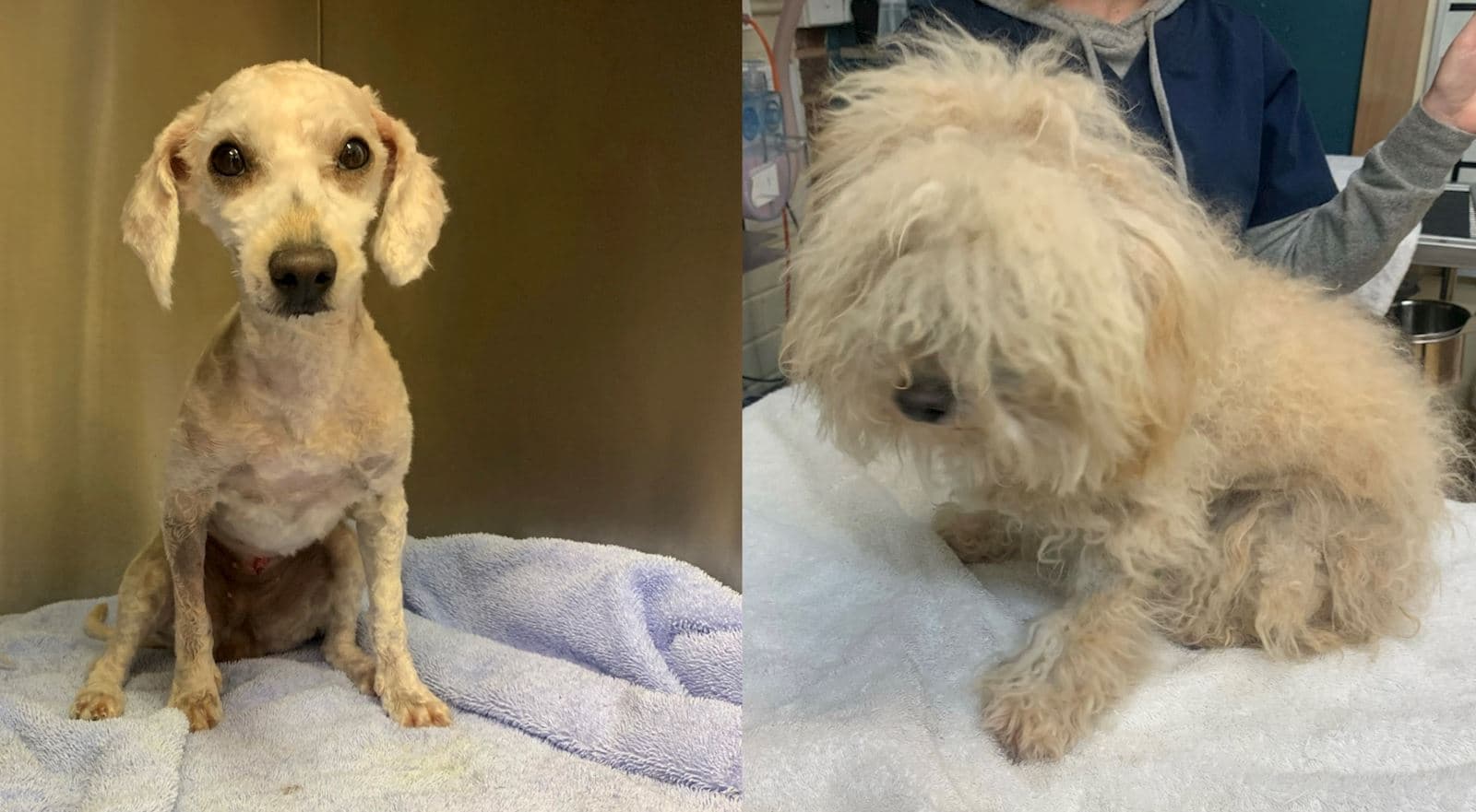 Grooming transformation