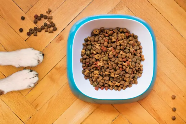 Dietary Advice at Ringwood East Vetcare