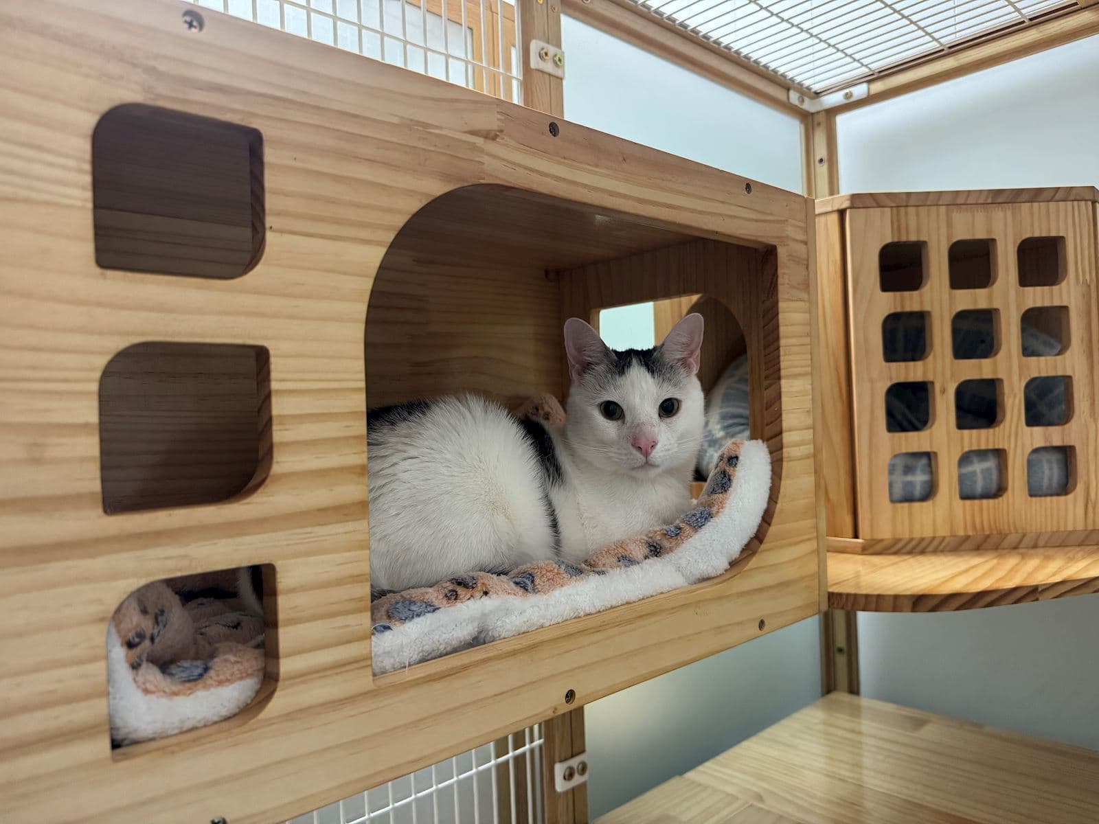 Cattery at Ringwood East Vetcare