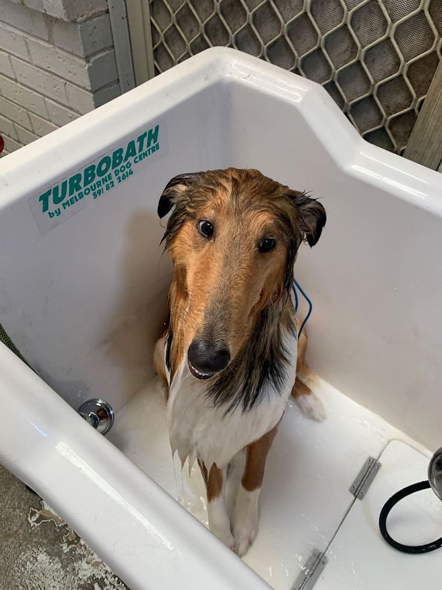 Grooming & Hydrobath at Ringwood East Vetcare